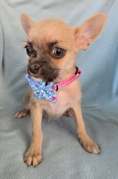 Rescue Wirehaired Terrier and Chihuahua Dogs for Adoption in Grand Prairie, Texas - ABILENE | PetCurious