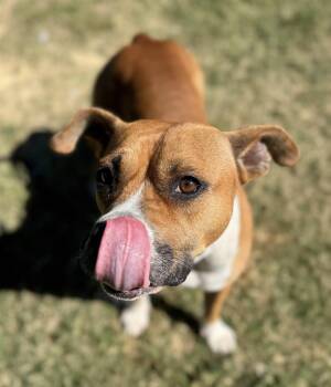 Rescue Terrier Dogs for Adoption in Lancaster, South Carolina - Eden | PetCurious