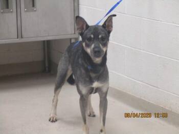 (848) -  Siberian Husky and Shepherd Dog for Adoption in Marietta, Georgia - (848) | PetCurious