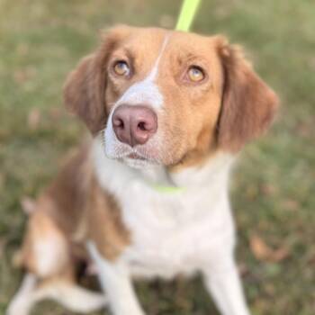 Rescue Australian Shepherd Dogs for Adoption in Locust Fork, Alabama - Piglet | PetCurious