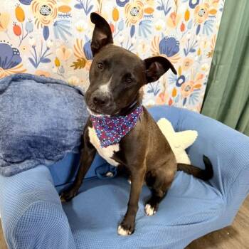Huey Loves Hugs -  Black Labrador Retriever and German Shepherd Dog Dog for Adoption in Friendswood, Texas - Huey Loves Hugs | PetCurious
