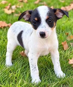 Gus -  Jack Russell Terrier and Rat Terrier Dog for Adoption in New Baltimore, Michigan - Gus | PetCurious