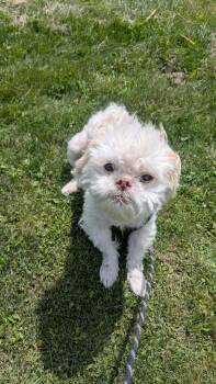 Decker -  Mixed Breed Dog for Adoption in Vaudreuil-dorion, Quebec - Decker | PetCurious