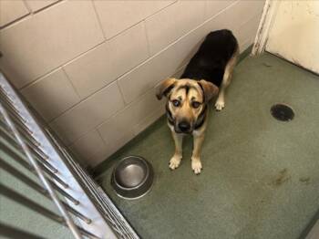 Rescue Mixed Breed Dogs for Adoption in Santa Fe, New Mexico - A173185 | PetCurious
