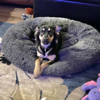 Daisy -  German Shepherd Dog Dog for Adoption in Pflugerville, Texas - Daisy | PetCurious