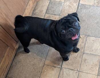 Boggy -  Pug Dog for Adoption in Benton, Kansas - Boggy | PetCurious