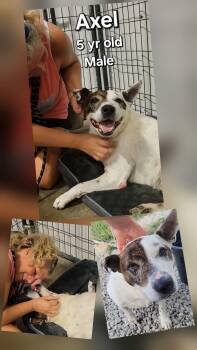 Mixed Breed Dogs Available for Adoption - Axle | PetCurious