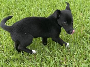 Flora -  Chihuahua Dog for Adoption in Louise, Texas - Flora | PetCurious