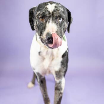 Marilyn -  Mixed Breed Dog for Adoption in Portland, Oregon - Marilyn | PetCurious