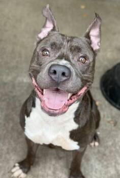 Busboy -  Pit Bull Terrier Dog for Adoption in Chicago, Illinois - Busboy | PetCurious