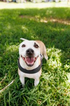 Phoebe -  Terrier Dog for Adoption in Poplarville, Mississippi - Phoebe | PetCurious