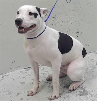 CONTESSA -  Staffordshire Bull Terrier and Mixed Breed Dog for Adoption in Houston, Texas - CONTESSA | PetCurious