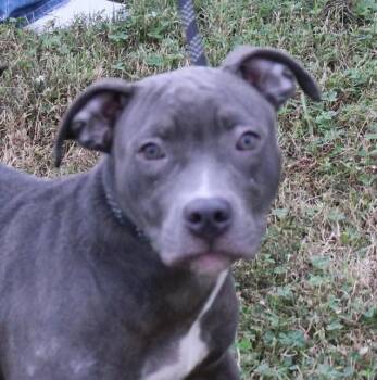 Rescue Pit Bull Terrier Dogs for Adoption in Claremore, Oklahoma - CLAIR | PetCurious