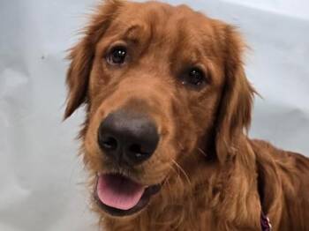 Marshal -  Golden Retriever Dog for Adoption in Minneapolis, Minnesota - Marshal | PetCurious