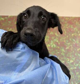 Mangosteen -  Labrador Retriever and Mixed Breed Dog for Adoption in San Antonio, Texas - Mangosteen | PetCurious