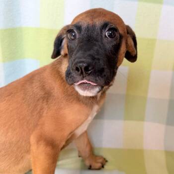 Bombas in NH. Come Meet our Adoptable Dogs Wednesday-Saturday. M -  Shepherd Dog for Adoption in Manchester, New Hampshire - Bombas In NH. Come Meet Our Adoptable Dogs Wednesday-Saturday. M | PetCurious