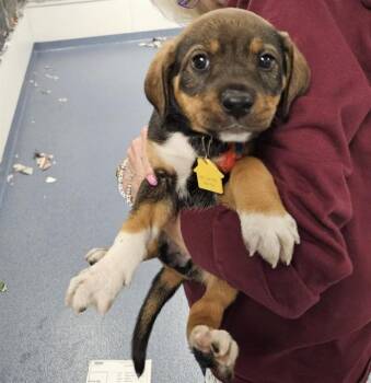Beagle and German Shepherd Dog Dogs Available for Adoption - SYCAMORE | PetCurious