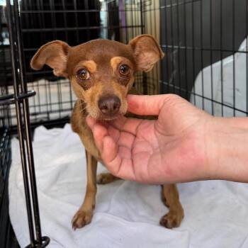Ziva -  Chihuahua and Miniature Pinscher Dog for Adoption in Spanish Fork, Utah - Ziva | PetCurious