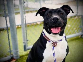 MORTICIA -  Pit Bull Terrier Dog for Adoption in Orlando, Florida - MORTICIA | PetCurious