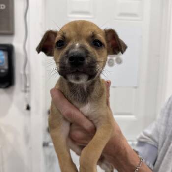 Tattle -  Chihuahua and Mixed Breed Dog for Adoption in Sacramento, California - Tattle | PetCurious