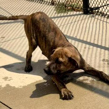 Barton -  Hound Dog for Adoption in Norman, Oklahoma - Barton | PetCurious