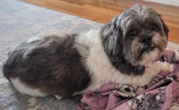 Shih Tzu and Lhasa Apso Dogs Available for Adoption - Phoenix | PetCurious