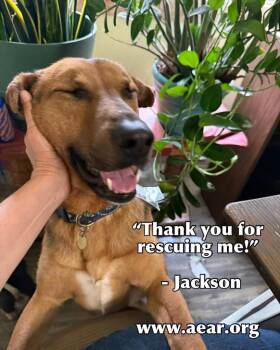 German Shepherd Dog and Labrador Retriever Dogs Available for Adoption in Libertyville, Illinois - Jackson | PetCurious
