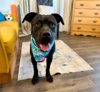 Labrador Retriever and American Bulldog Dogs Available for Adoption in Friendswood, Texas - Tucker Teddy The Angel Eyed Cutie | PetCurious