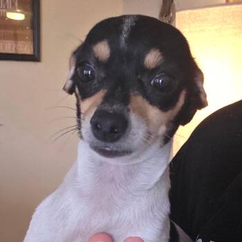 Munkie -  Chihuahua Dog Available for Adoption in Goltry, Oklahoma - Munkie | PetCurious
