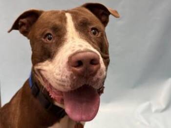 Bluey -  Pit Bull Terrier and Mixed Breed Dog for Adoption in Golden Valley, Minnesota - Bluey | PetCurious
