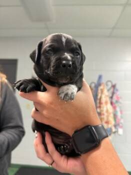 Rescue Dachshund and Mixed Breed Dogs for Adoption in Belleville, Illinois - FRANKIE | PetCurious