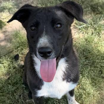 Todd -  Border Collie Dog for Adoption in Calera, Alabama - Todd | PetCurious