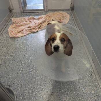 Cheshire -  Beagle and Mixed Breed Dog for Adoption in Charlottesville, Virginia - Cheshire | PetCurious
