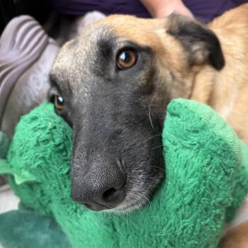 Sir Pancake -  Black Mouth Cur and Mixed Breed Dog for Adoption in Austin, Texas - Sir Pancake | PetCurious