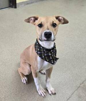 Darcy -  Boxer Dog for Adoption in Bucyrus, Ohio - Darcy | PetCurious