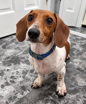 Finn -  Dachshund Dog for Adoption in Toledo, Ohio - Finn | PetCurious