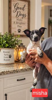 Misha -  Cattle Dog Dog for Adoption in Fort Worth, Texas - Misha | PetCurious