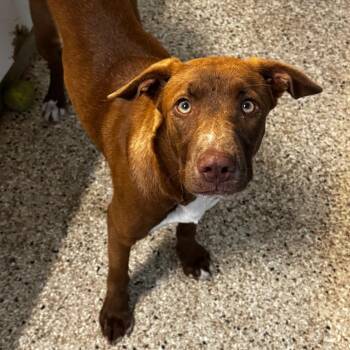 Kourtney -  Chocolate Labrador Retriever and Terrier Dog for Adoption in Brownsboro, Alabama - Kourtney | PetCurious