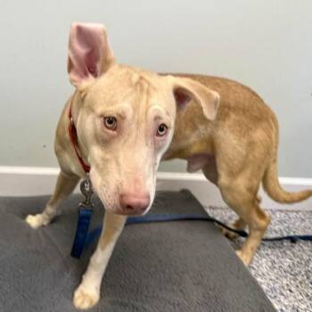 Dobby -  Husky and Pit Bull Terrier Dog for Adoption in Phoenixville, Pennsylvania - Dobby | PetCurious