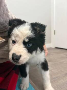 Husky Dogs Available for Adoption - Panda | PetCurious