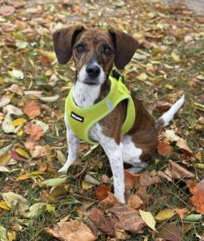 Rescue Beagle and Jack Russell Terrier Dogs for Adoption in Decatur, Indiana - Lizzy | PetCurious