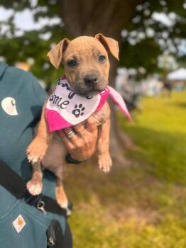 Mixed Breed Dogs Available for Adoption in Kenosha, Wisconsin - Leah | PetCurious
