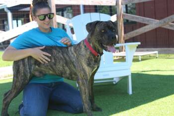 Gadgi -  Cane Corso Dog for Adoption in Chestertown, Maryland - Gadgi | PetCurious