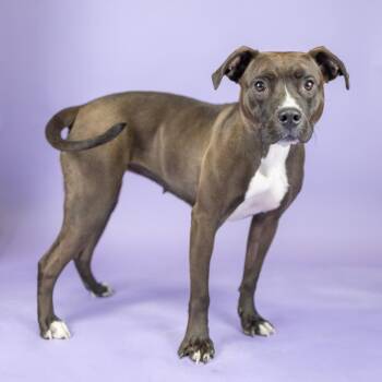 Mocha -  Mixed Breed Dog for Adoption in Portland, Oregon - Mocha | PetCurious