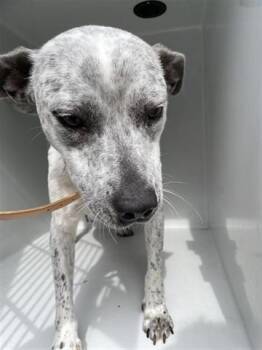 Rescue Australian Cattle Dog Blue Heeler and Mixed Breed Dogs for Adoption in Houston, Texas - A639447 | PetCurious