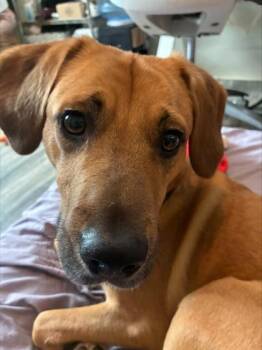 Pugsley -  Mixed Breed Dog for Adoption in Atlanta, Georgia - Pugsley | PetCurious