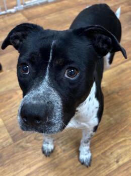 Catalina -  Mixed Breed Dog for Adoption in Ocala, Florida - Catalina | PetCurious