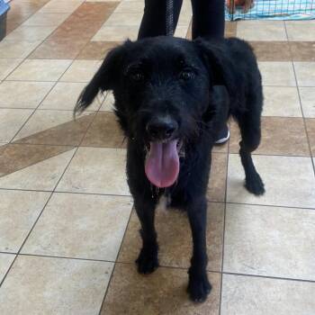 Oliver -  Standard Poodle and Mixed Breed Dog for Adoption in Columbus, Georgia - Oliver | PetCurious