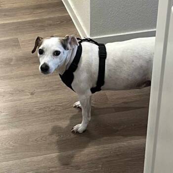 Rescue Jack Russell Terrier Dogs for Adoption in Las Vegas, Nevada - Biscuit Tamya OS NV | PetCurious