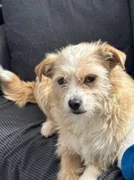 Sunny -  Mixed Breed Dog for Adoption in Severance, Colorado - Sunny | PetCurious